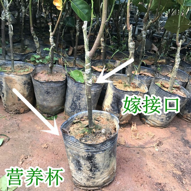 新品种水果苗马来西亚一号菠萝蜜树苗四季可种植当年结果