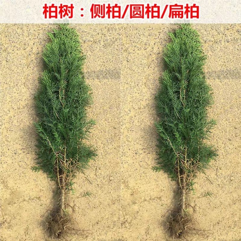 侧柏扁侧柏树松柏树庭院绿化侧柏叶柏树绿化