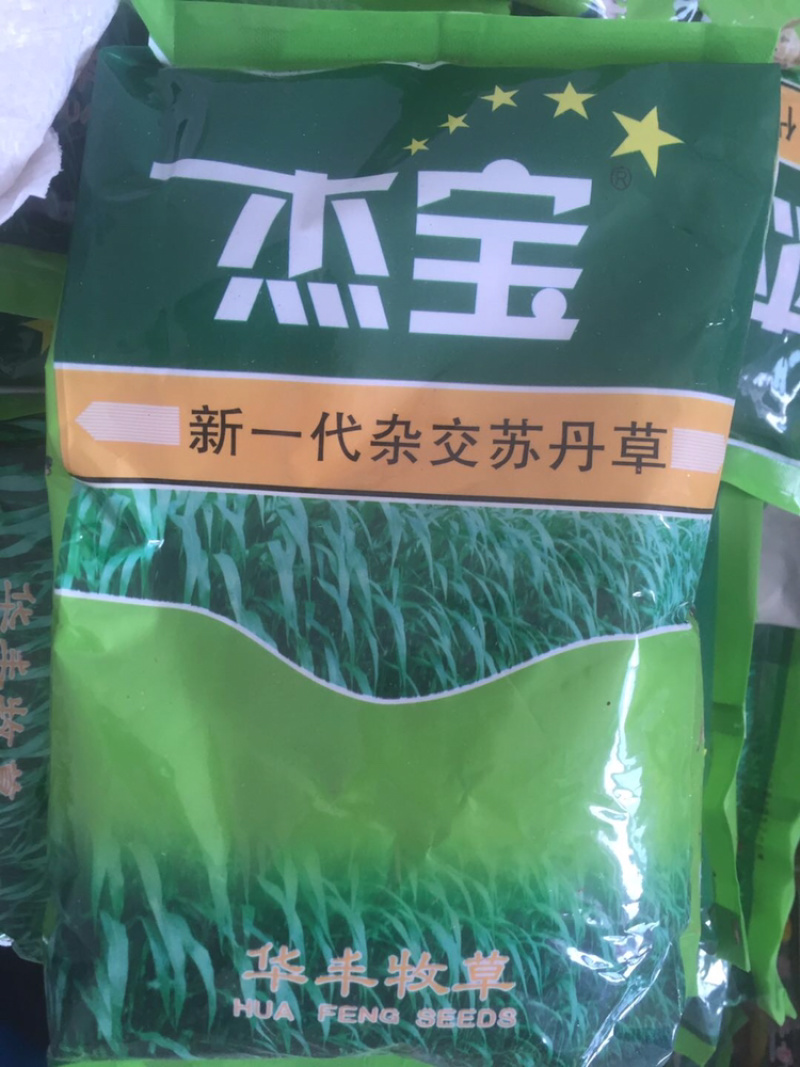 杰宝新一代杂交苏丹草种子进口牧草种子高产喜温抗旱
