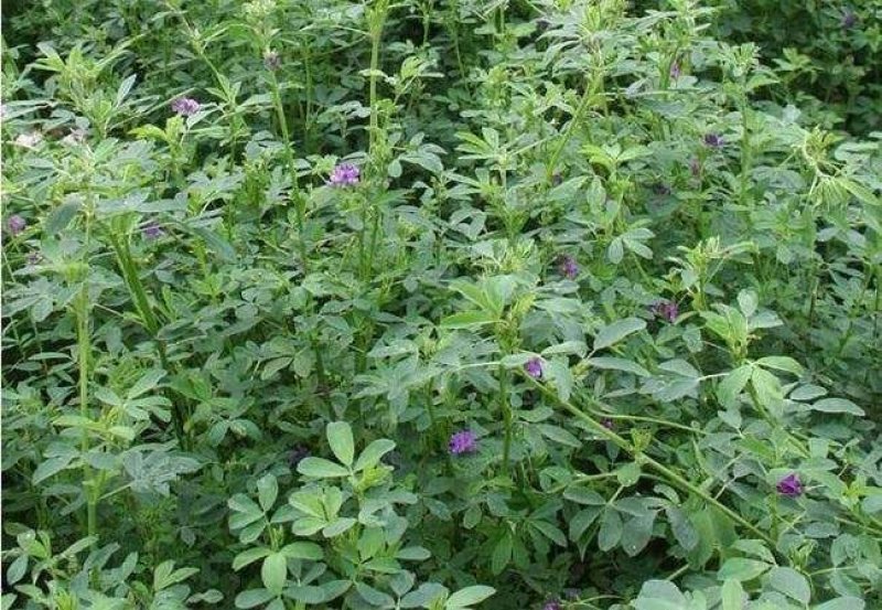 紫花苜蓿草种子多年生四季牧草种子纯进口种籽鸡鸭鹅牛马羊
