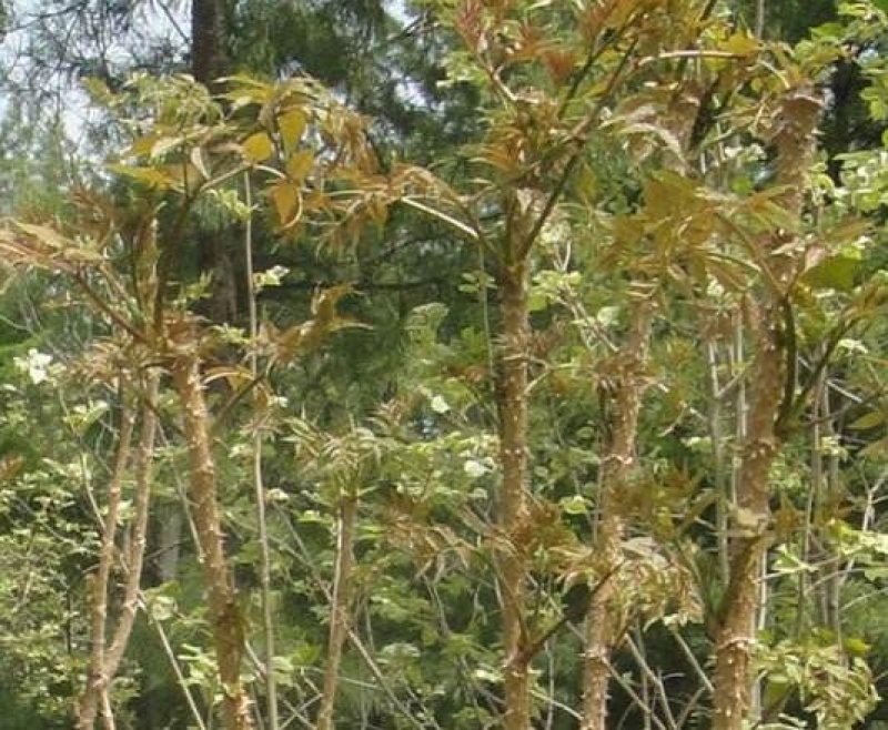 【甘肃乌龙头】刺老芽、乌龙头苗等各种野菜
