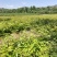 【甘肃乌龙头】刺老芽、乌龙头苗等各种野菜