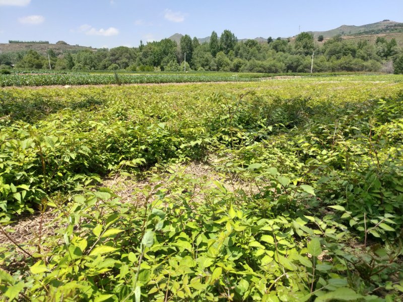 【甘肃乌龙头】刺老芽、乌龙头苗等各种野菜