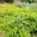 【甘肃乌龙头】刺老芽、乌龙头苗等各种野菜