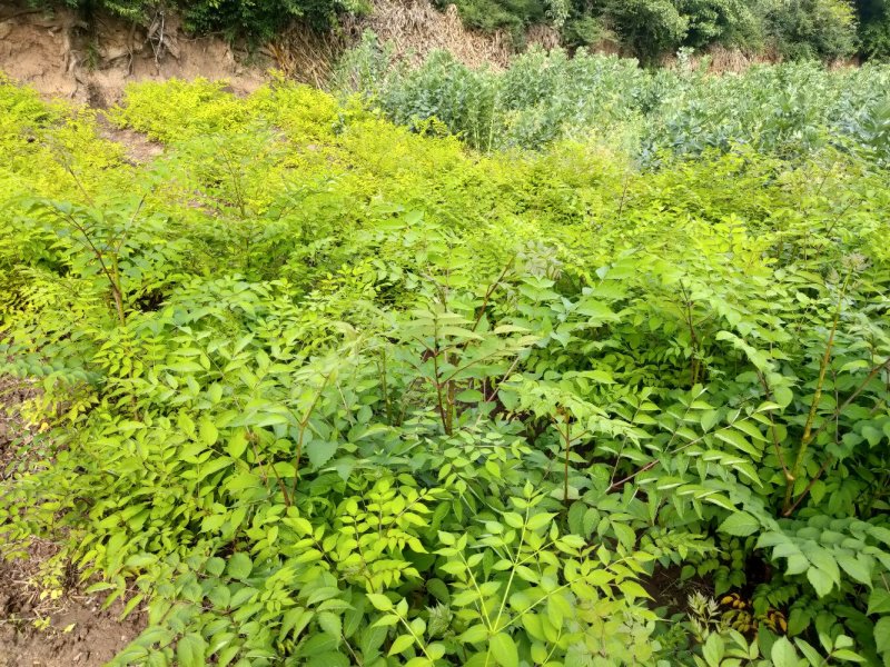 【甘肃乌龙头】刺老芽、乌龙头苗等各种野菜