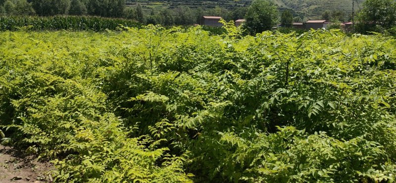 【甘肃乌龙头】刺老芽、乌龙头苗等各种野菜
