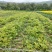 【甘肃乌龙头】刺老芽、乌龙头苗等各种野菜