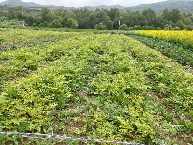 【甘肃乌龙头】刺老芽、乌龙头苗等各种野菜