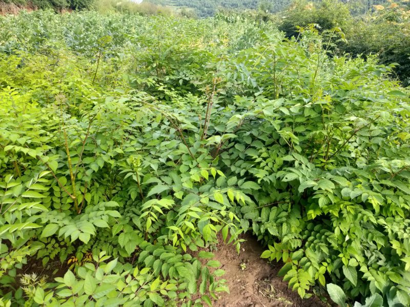 【甘肃乌龙头】刺老芽、乌龙头苗等各种野菜