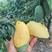 金煌芒果苗，红贵妃桂七四季芒果耐寒品种可以种植。
