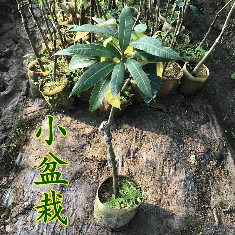 金煌芒果苗，红贵妃桂七四季芒果耐寒品种可以种植。