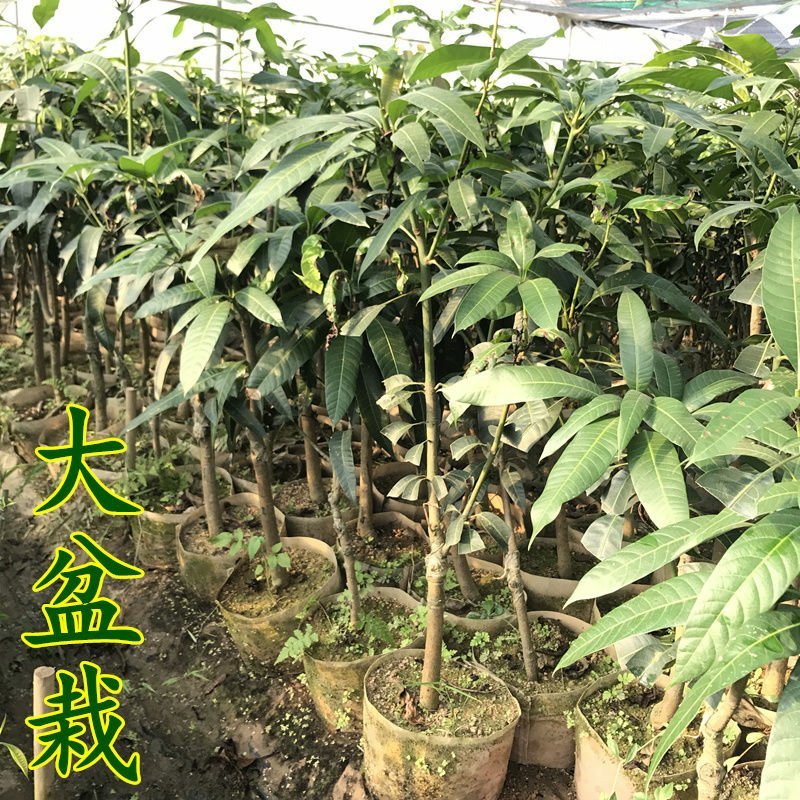 金煌芒果苗，红贵妃桂七四季芒果耐寒品种可以种植。