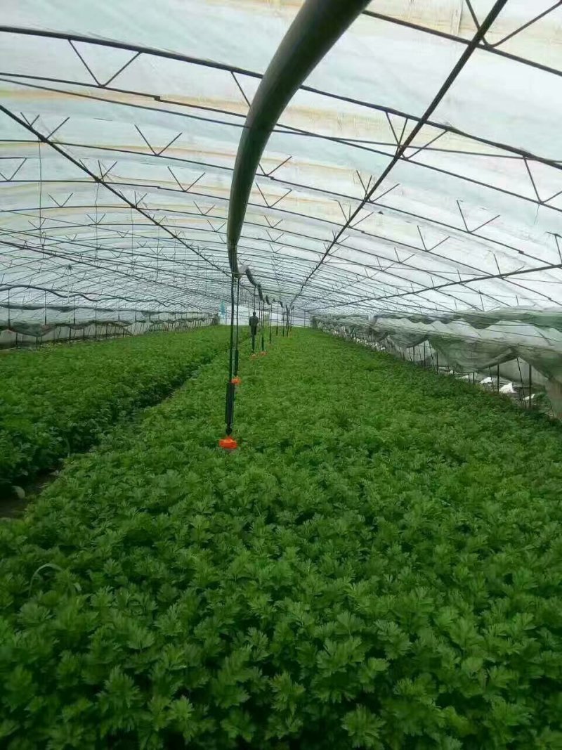 吊挂微喷，大棚微喷温室大棚喷灌，微喷头大棚降温，蘑菇喷灌