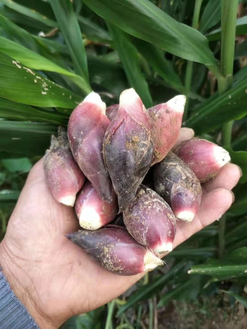 阳荷种根，阳荷种，欢迎选购，当年收益，欢迎光临