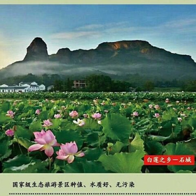 石城白莲手工通心白莲子无硫0添