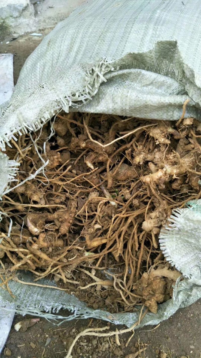 阳荷种根，阳荷种，欢迎选购，当年收益，欢迎光临