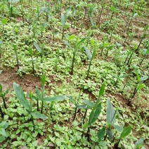 阳荷种根，阳荷种，欢迎选购，当年收益，欢迎光临