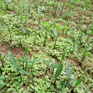 阳荷种根，阳荷种，欢迎选购，当年收益，欢迎光临