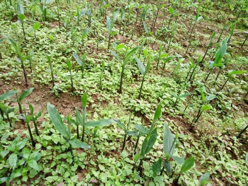 阳荷种根，阳荷种，欢迎选购，当年收益，欢迎光临