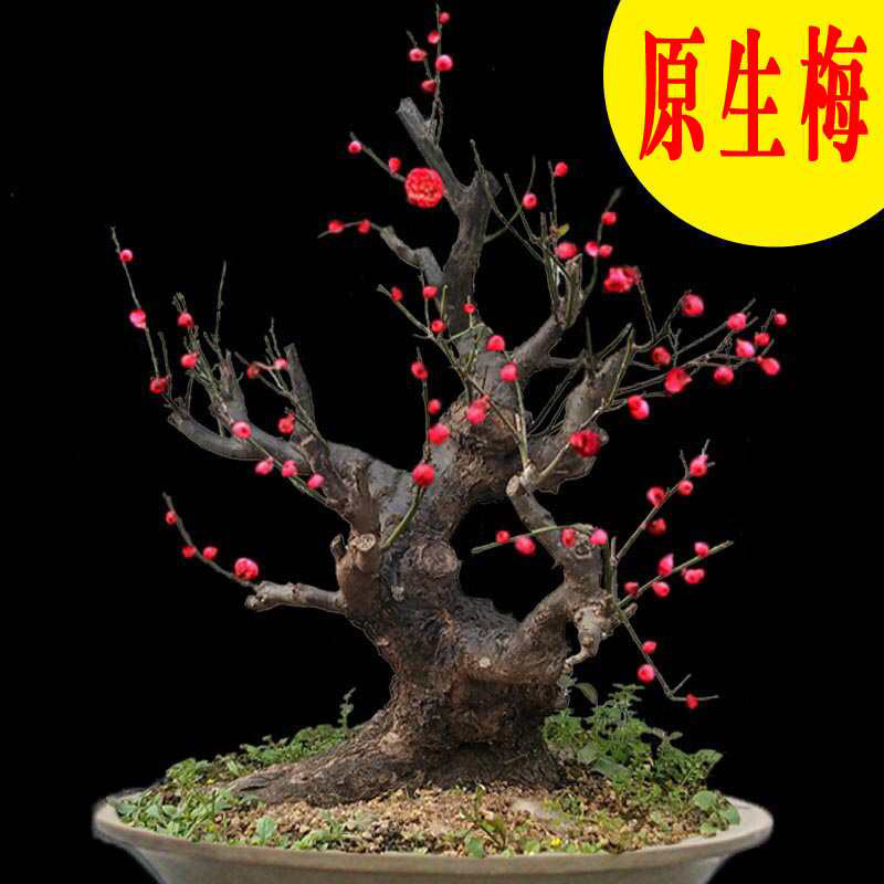 红梅绿梅庭院盆栽红梅盆景