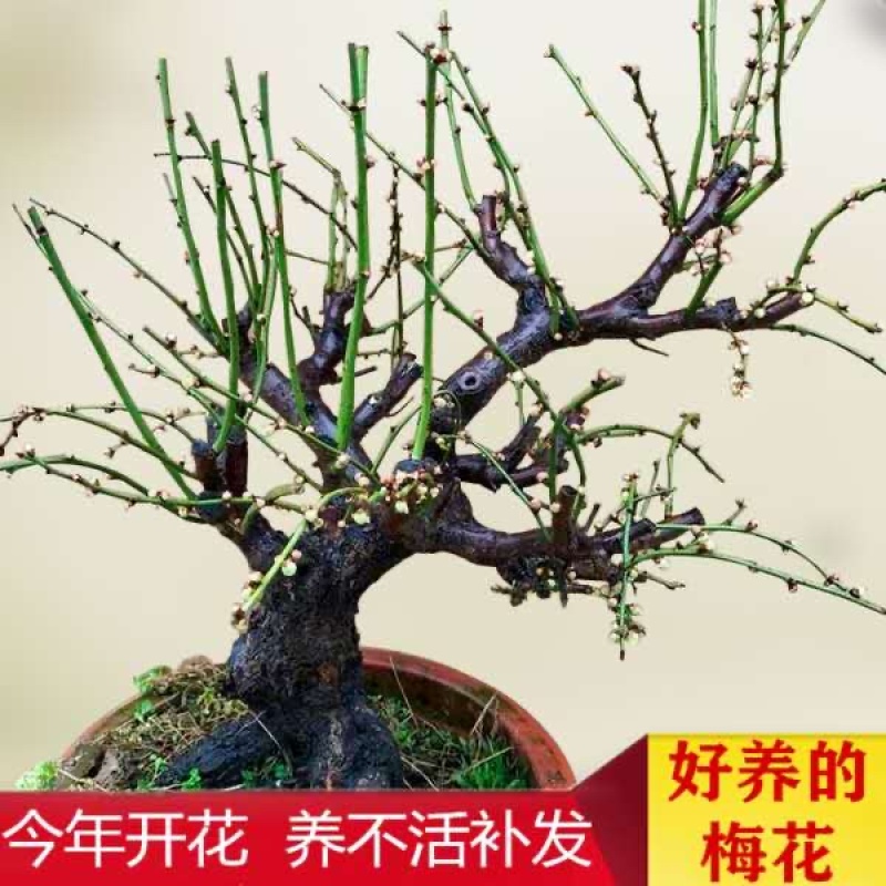 红梅绿梅庭院盆栽红梅盆景