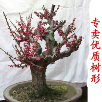 红梅绿梅庭院盆栽红梅盆景