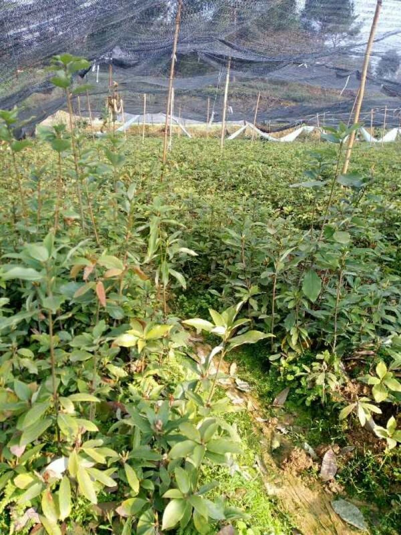 老鹰茶树苗，大苗，熟桩苗包成活，量大包邮发货