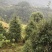 老鹰茶树苗，大苗，熟桩苗包成活，量大包邮发货