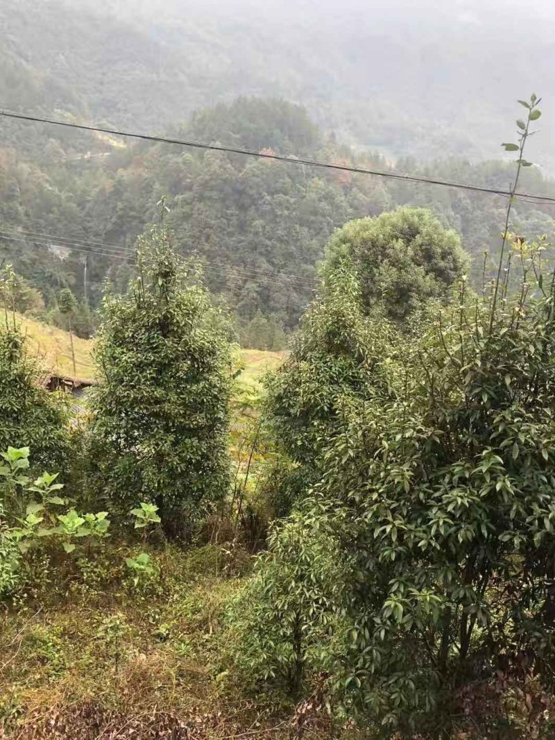 老鹰茶树苗，大苗，熟桩苗包成活，量大包邮发货