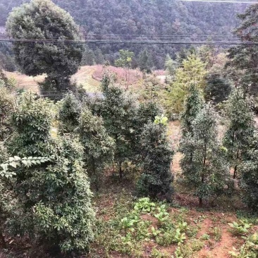 老鹰茶树苗，大苗，熟桩苗包成活，量大包邮发货