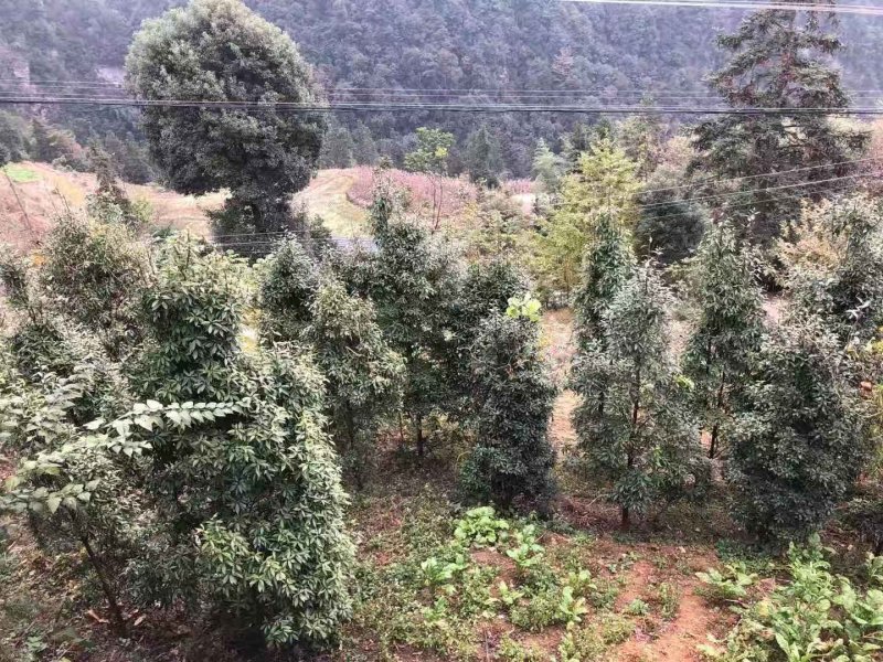 老鹰茶树苗，大苗，熟桩苗包成活，量大包邮发货