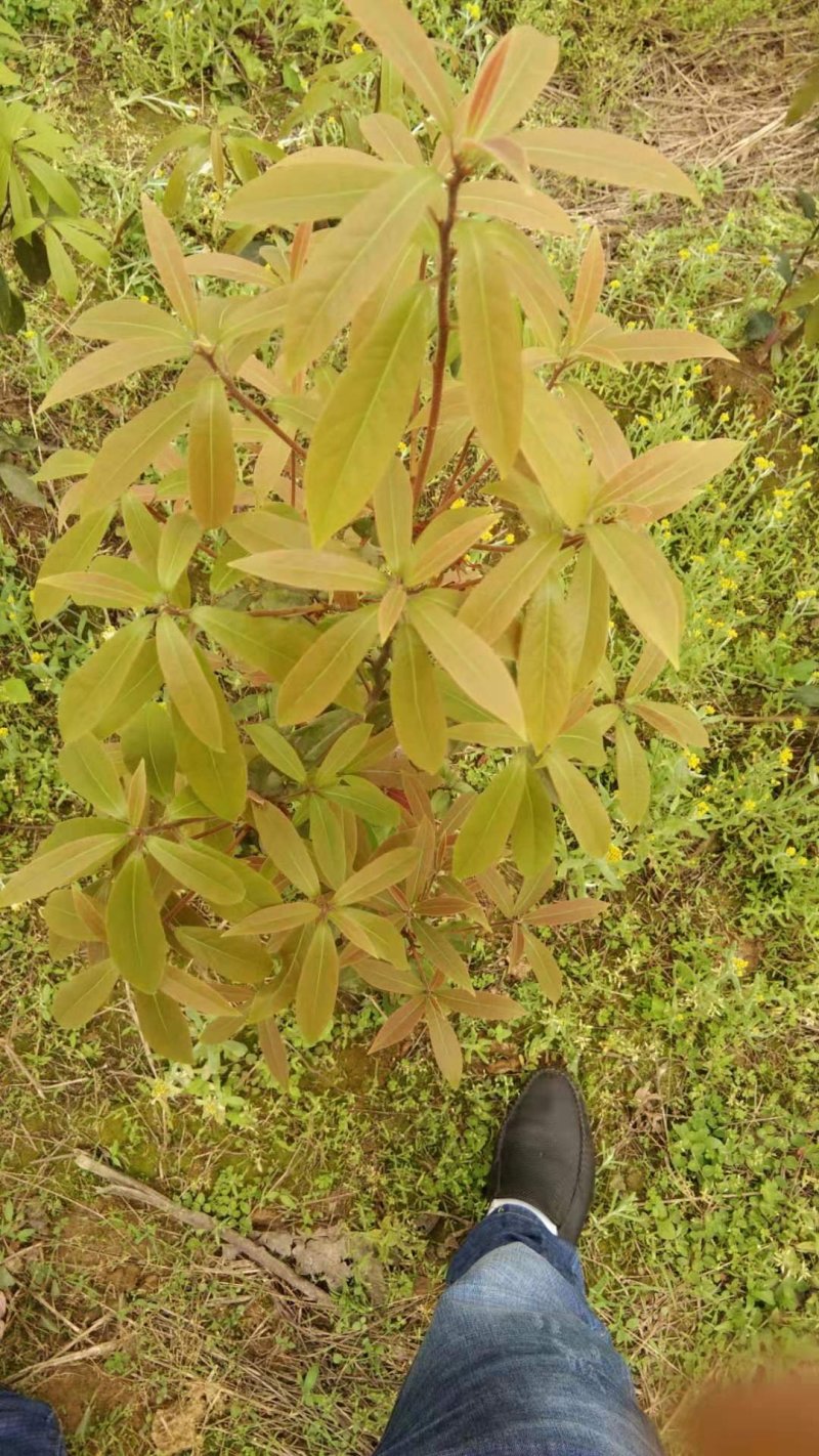 老鹰茶树苗，大苗，熟桩苗包成活，量大包邮发货
