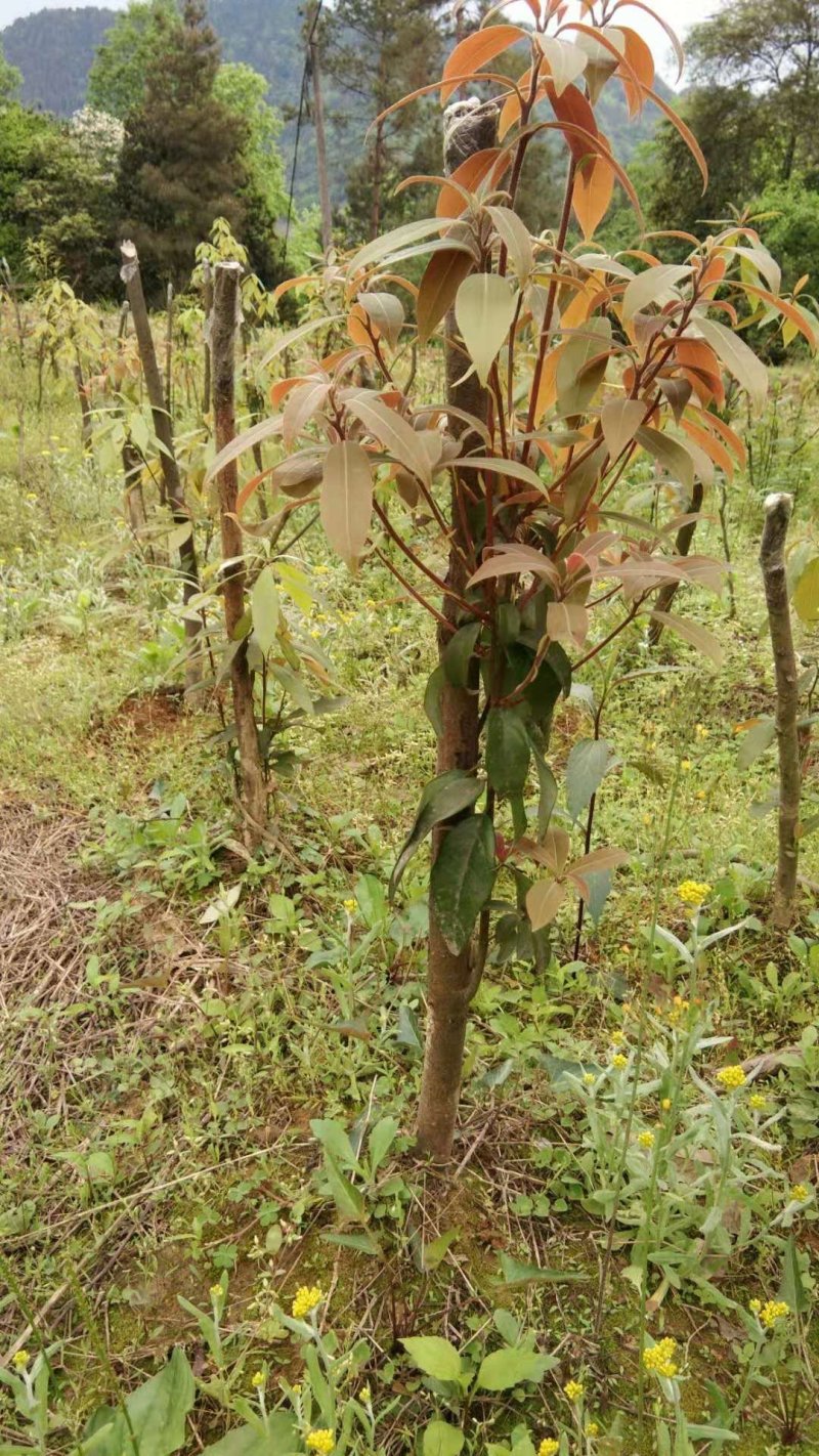 老鹰茶树苗，大苗，熟桩苗包成活，量大包邮发货