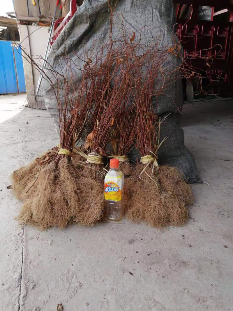 五味子苗，产地陕西商洛，红珍珠品种产量高