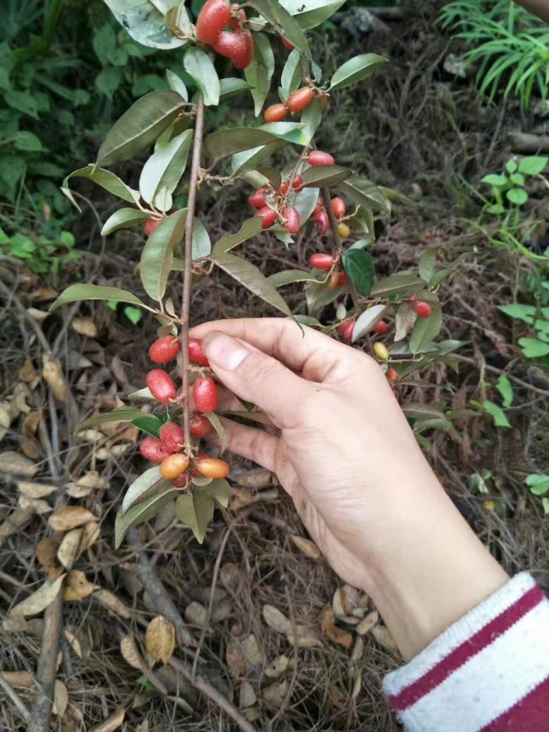 羊奶子树苗，下山桩苗，种下第二年结果，产品包邮发货