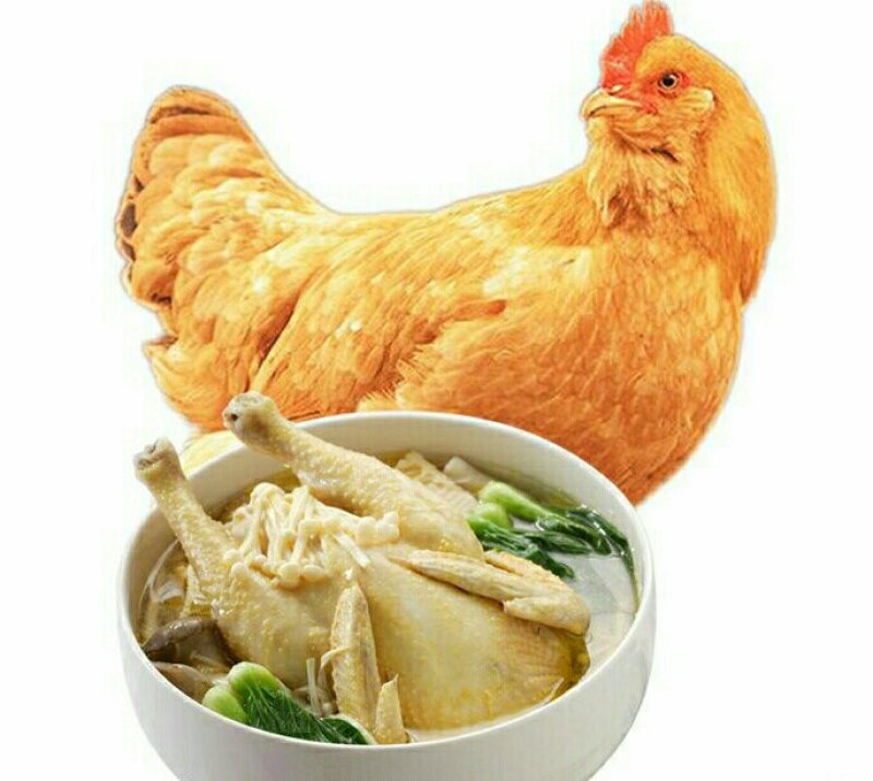 三黄鸡农家散养土鸡三黄鸡营养滋补美味29元1只包邮