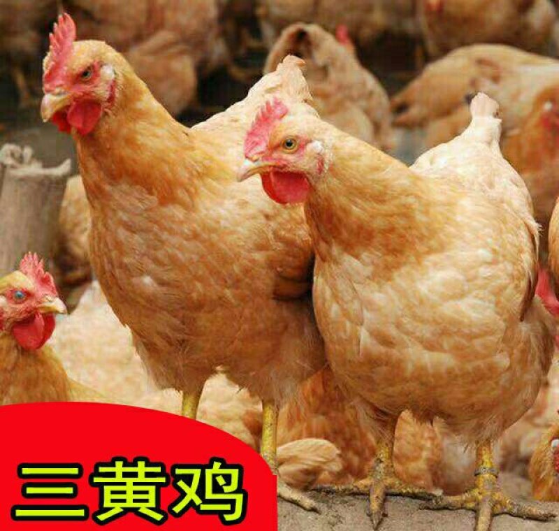 三黄鸡农家散养土鸡三黄鸡营养滋补美味29元1只包邮
