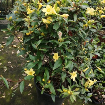 法国香水茉莉爬藤植物耐寒盆栽庭院攀爬。