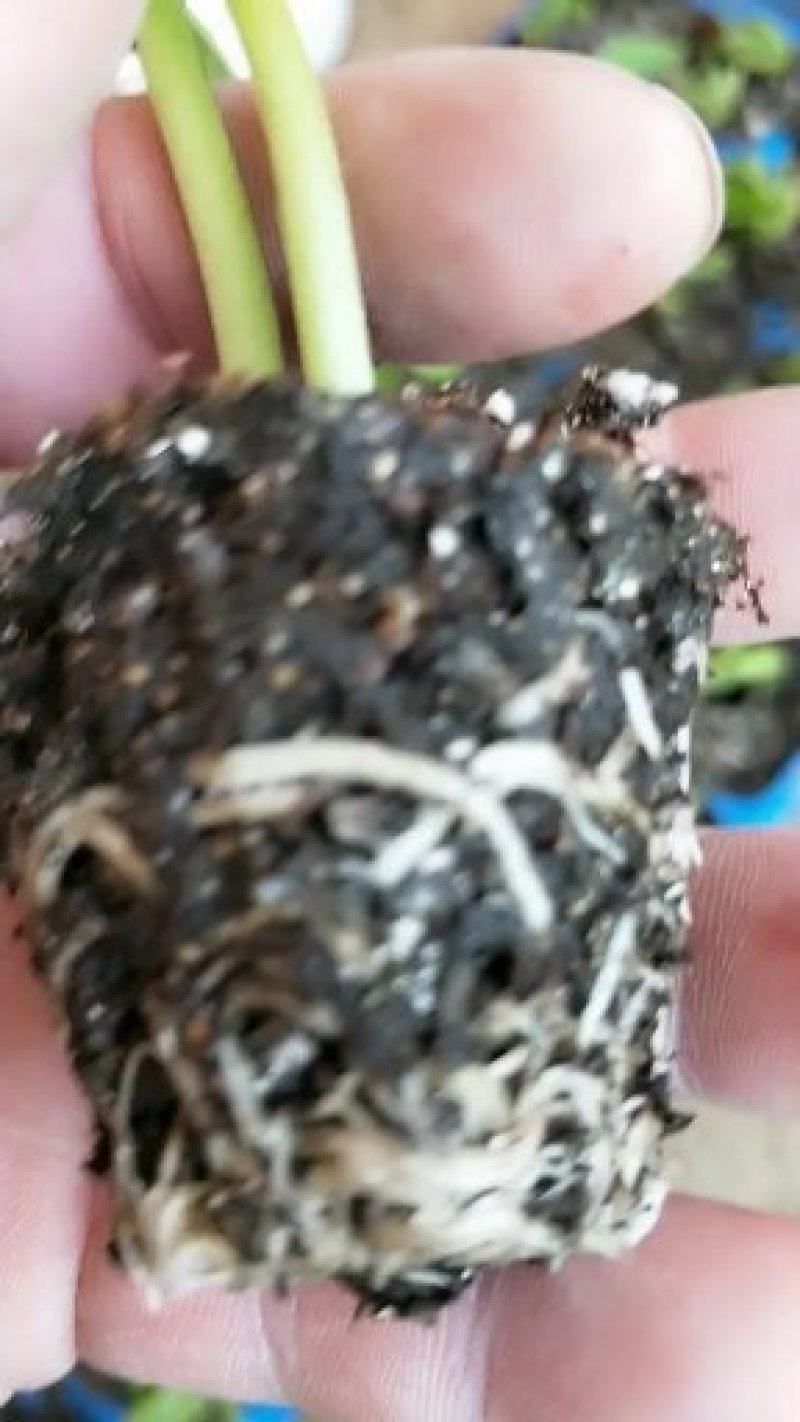 鲁誉育苗基质草炭土内含复合菌剂
