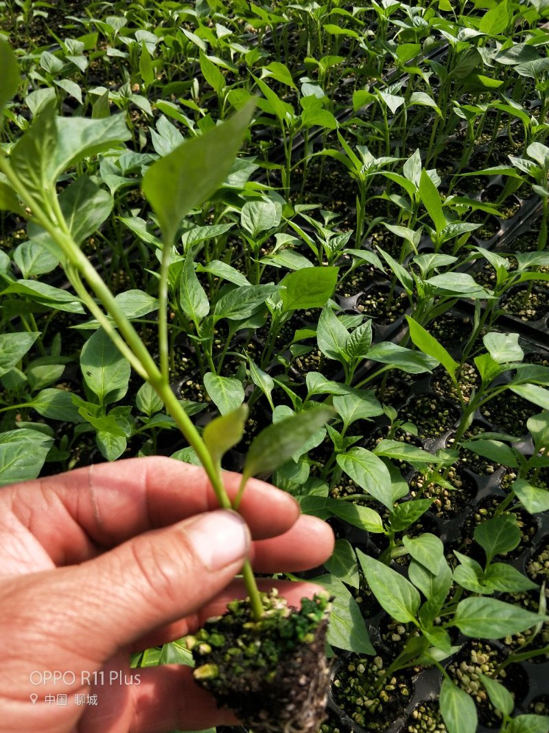鲁誉育苗基质草炭土内含复合菌剂