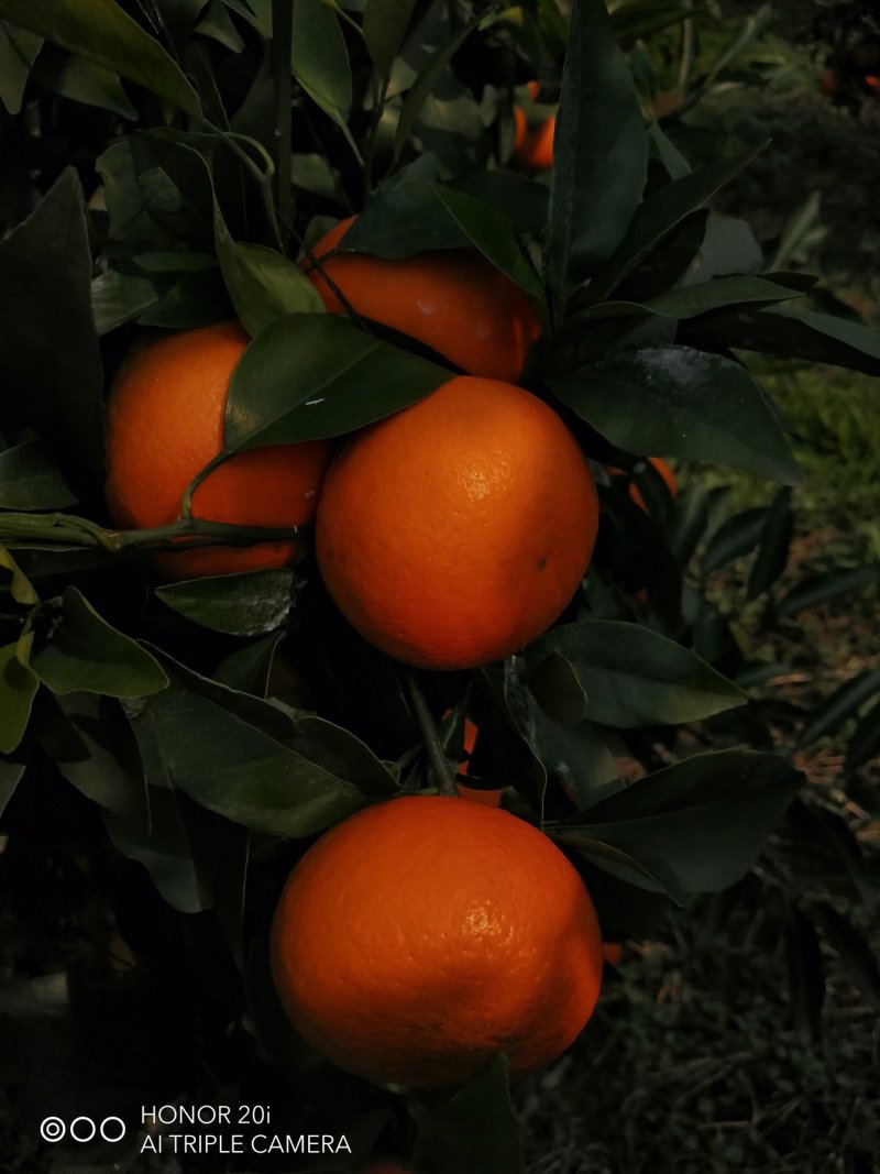沃柑