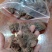七叶一枝花干货、无硫磺