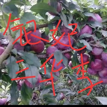 银妃三华李苗早熟晚熟李蜂糖李树苗嫁接苗