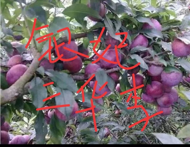 银妃三华李苗早熟晚熟李蜂糖李树苗嫁接苗