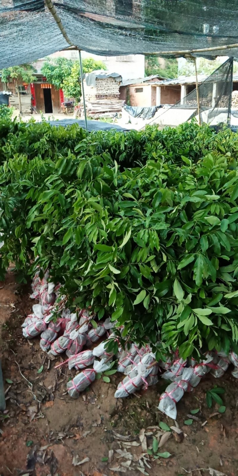 贵妃黄皮苗果肉清甜有大个，南北方都可以种植