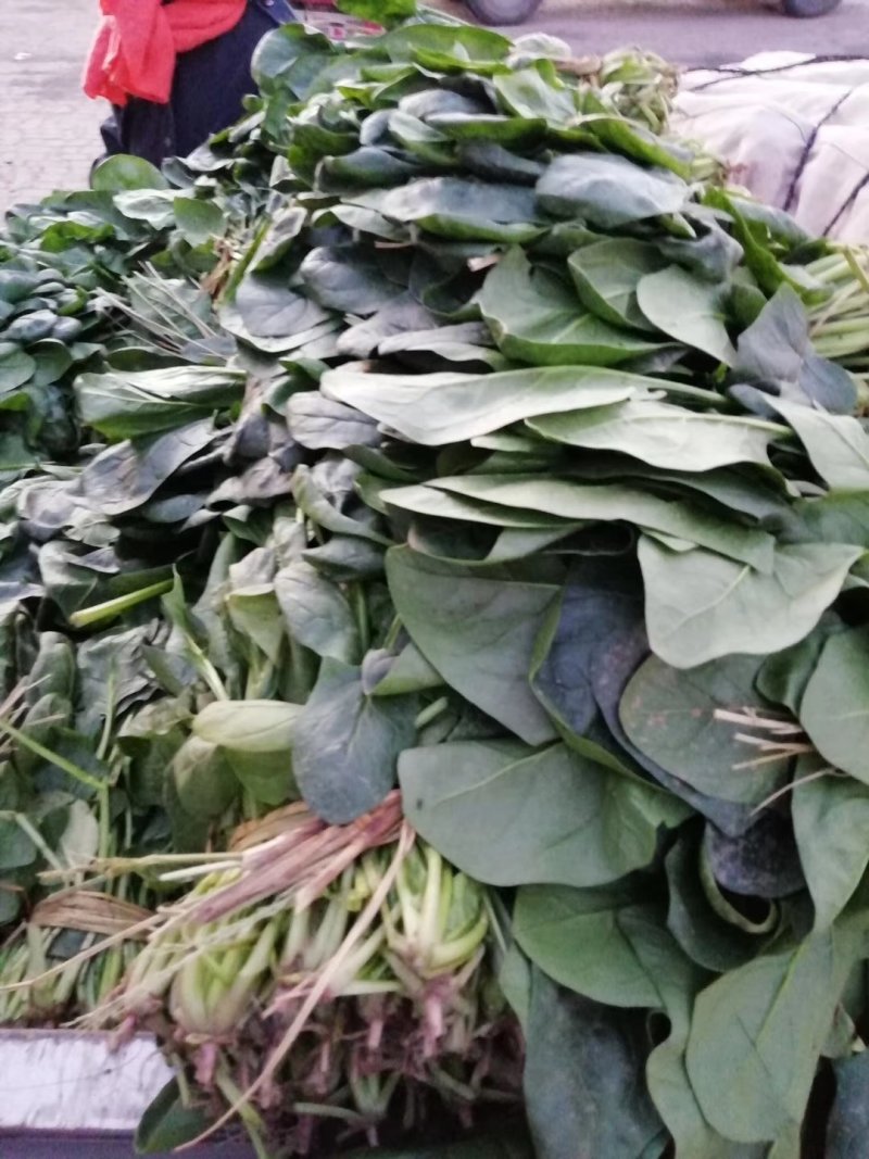 大叶波菜