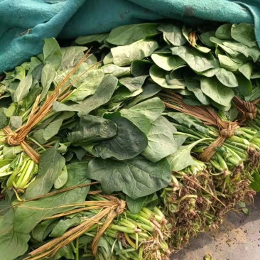 大叶波菜