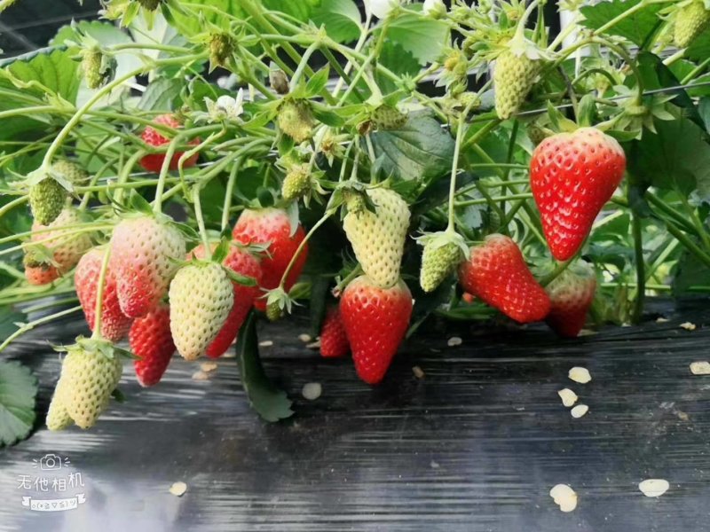 优质脱毒202甜查理宁玉丰香妙香法兰帝草莓苗
