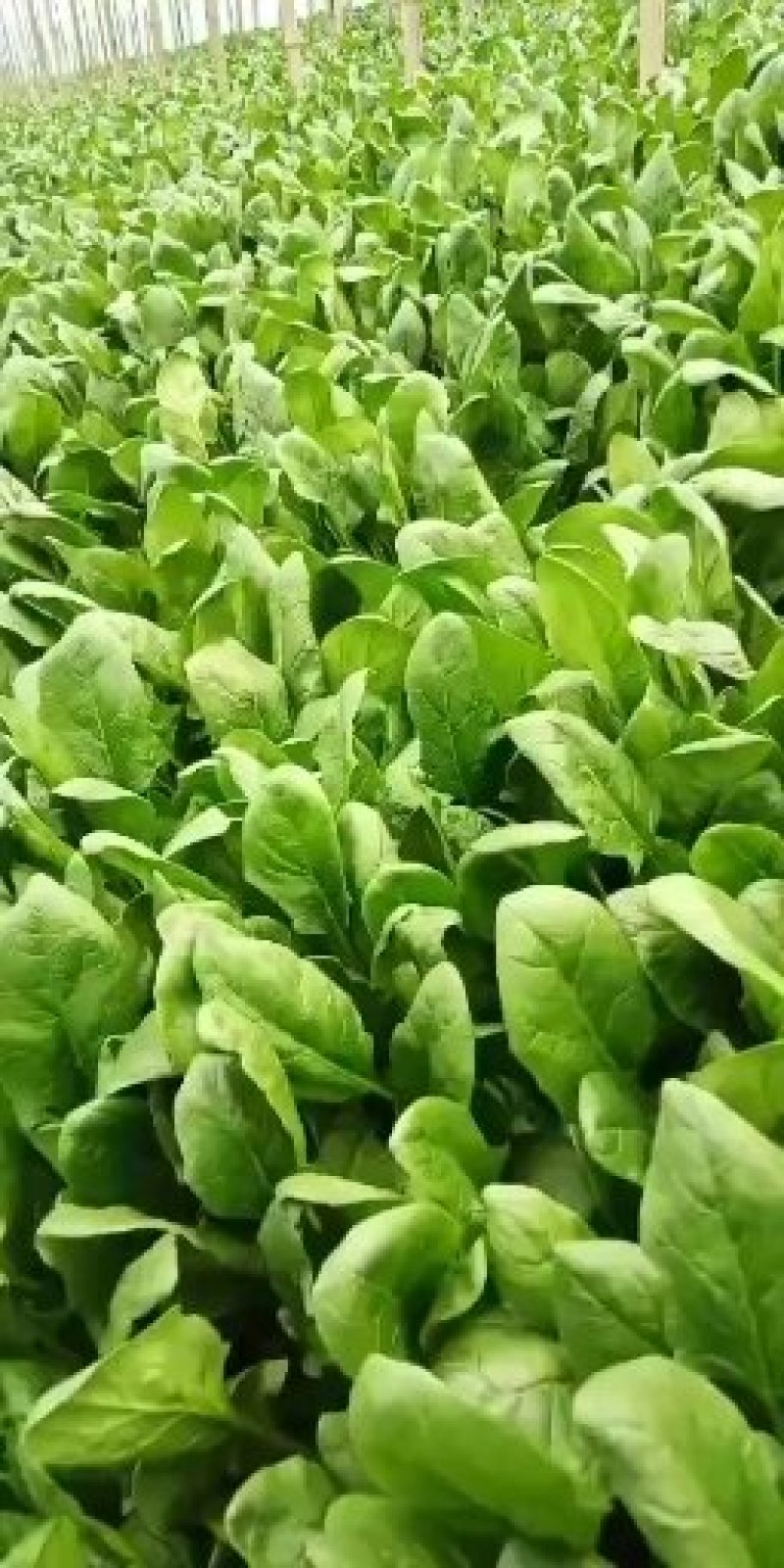 大叶波菜