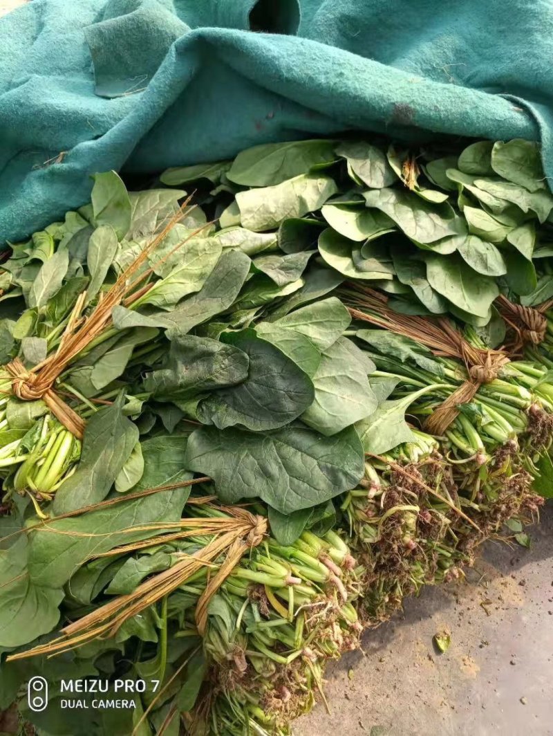 大叶波菜